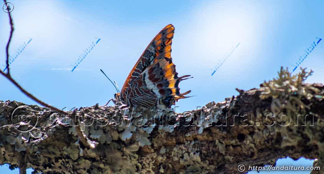 Charaxes jasius posada sobre una rama