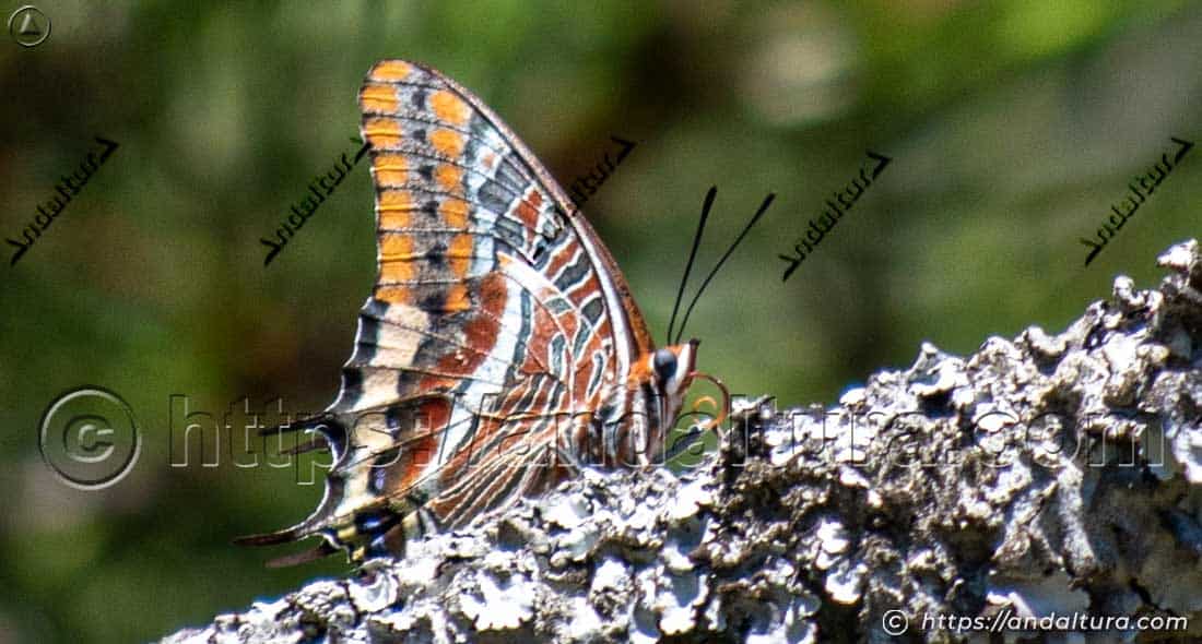 Charaxes jasius posada sobre tronco
