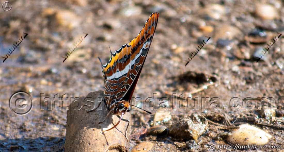 Charaxes jasius posada en el suelo