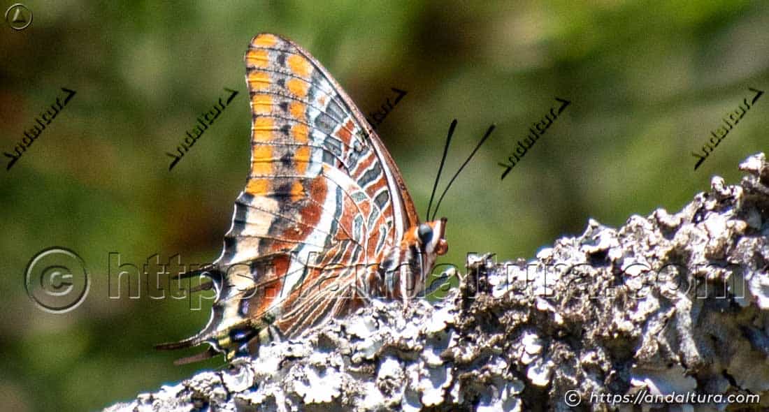 Perfil alar de Charaxes jasius