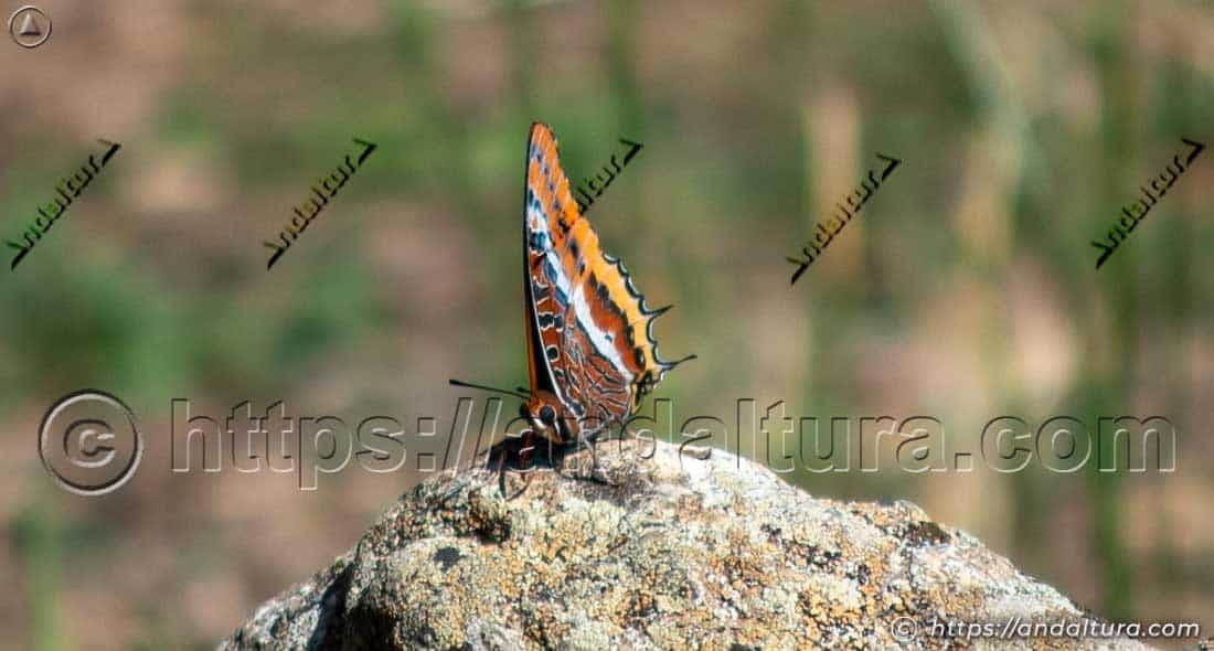 Vista lateral de Charaxes jasius sobre una roca