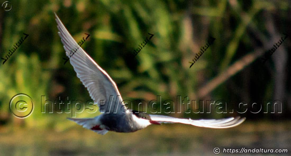 Fumarel cariblanco volando sobre una laguna de aguas dulce en el litoral andaluz