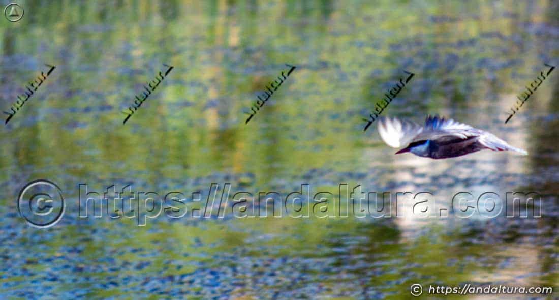 Fumarel cariblanco realizando un vuelo rasante sobre una laguna