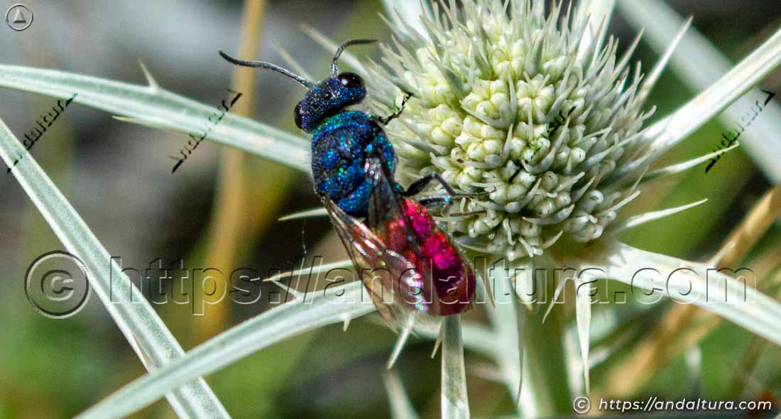 Chrysis ignita alimentándose sobre cardo en flor