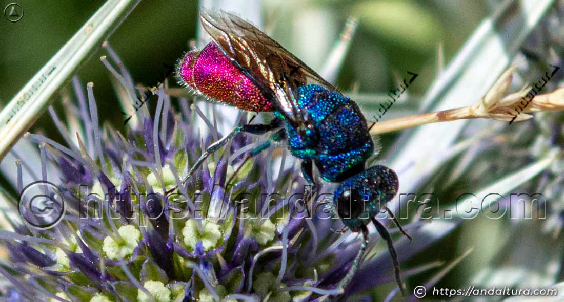 Avispa cuco Chrysis ignita explorando flor espinosa