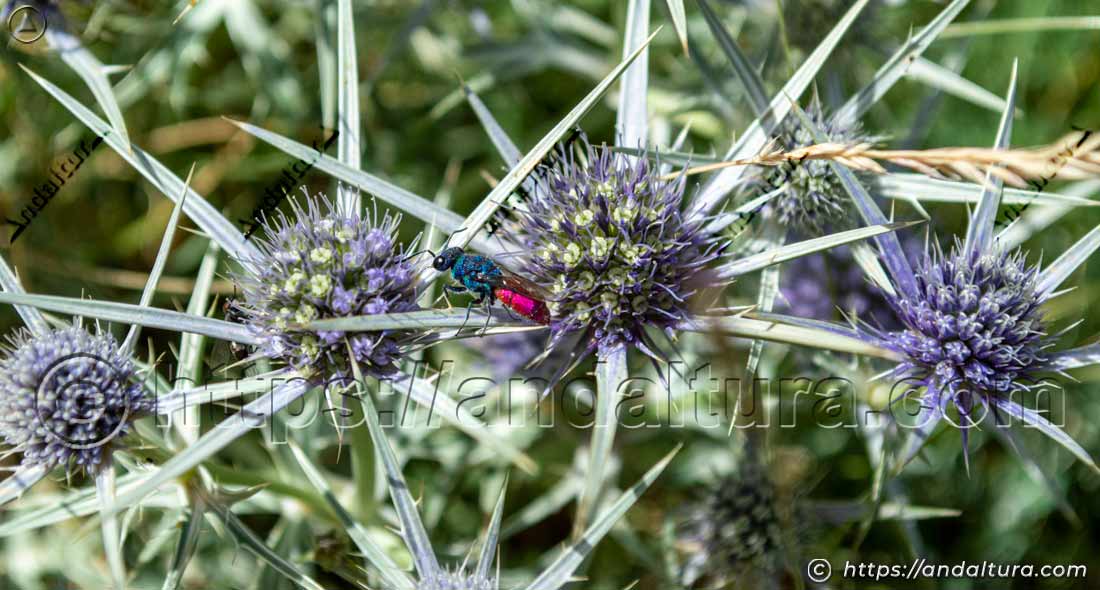 Colores iridiscentes de la avispa cuco Chrysis ignita