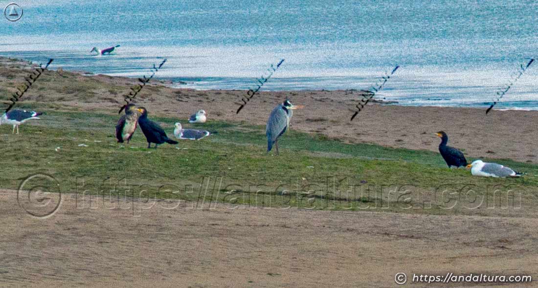 Cormoranes compartiendo la orilla con otras aves acuáticas
