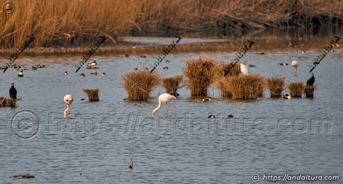 Cormoranes y flamencos rosas en una laguna de la Dehesa de Abajo