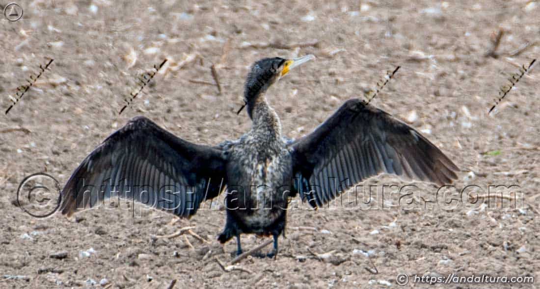 Cormorán con las alas abiertas en un arrozal
