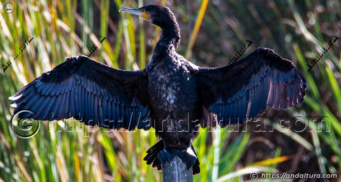 Cormorán con las alas abiertas posado sobre un tronco en la Charca de Suárez