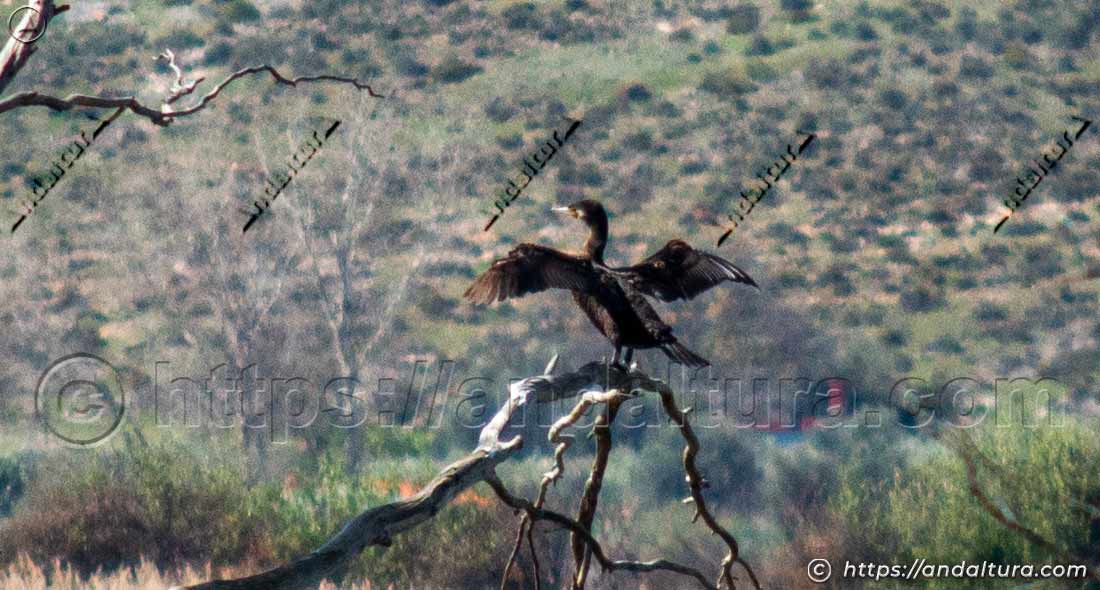 Cormorán con las alas abiertas posado en una rama seca en la Laguna del Padul