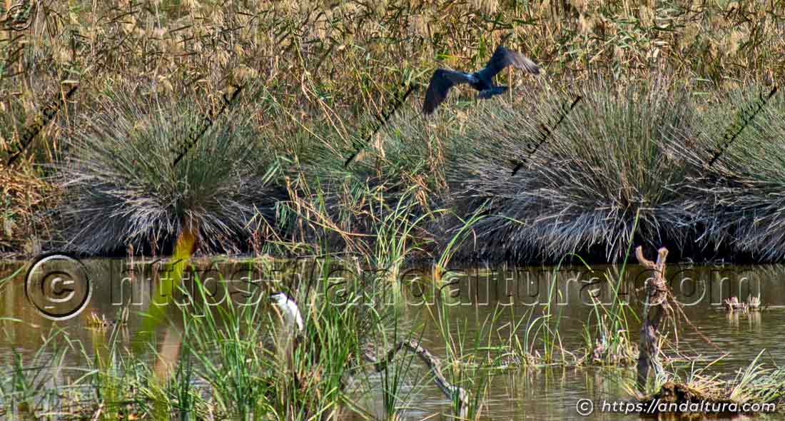Cormorán volando a baja altura sobre el carrizal de un humedal