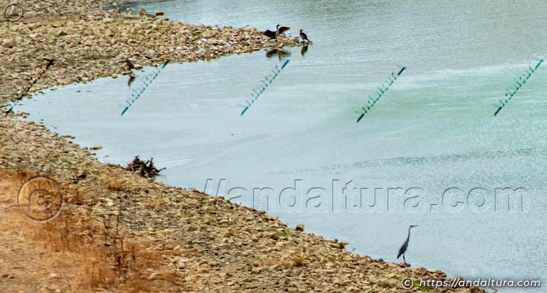 Cormoranes y una garza real en la orilla de la cabecera del Embalse de la Serena