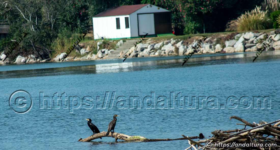 Cormoranes posados sobre un tronco en la desembocadura del río Guadiaro