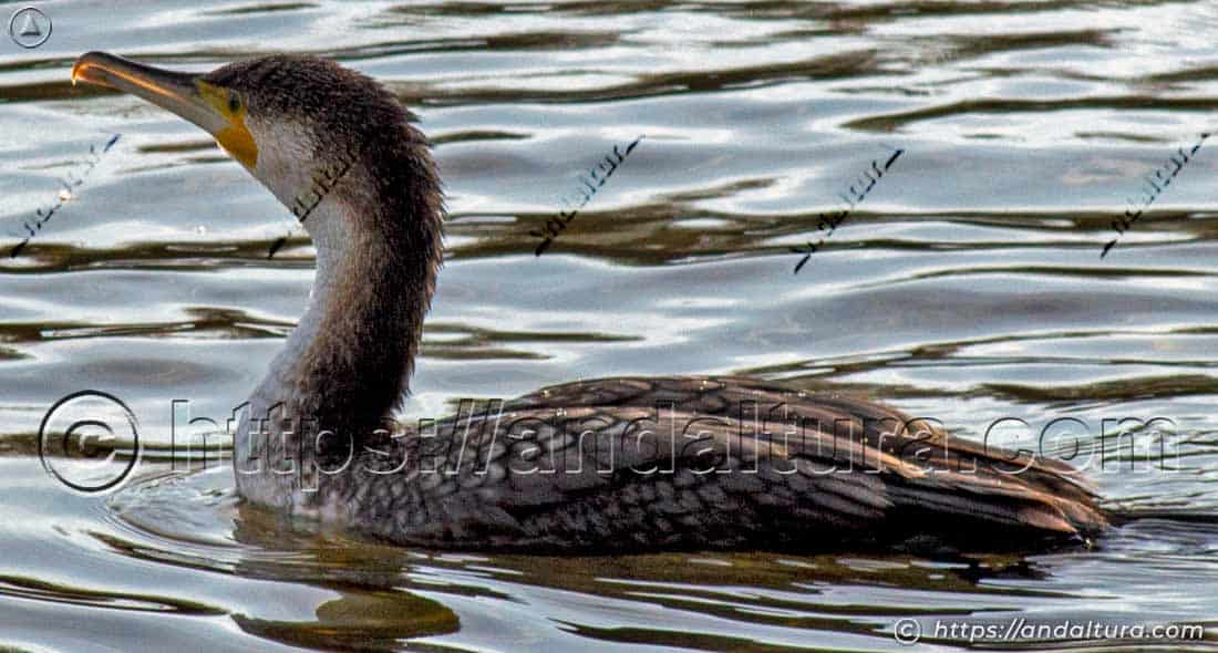Cormorán nadando en una laguna con el cuello erguido