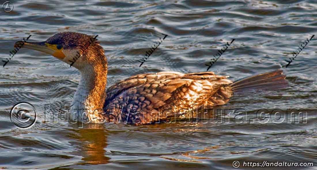 Cormorán nadando en un humedal