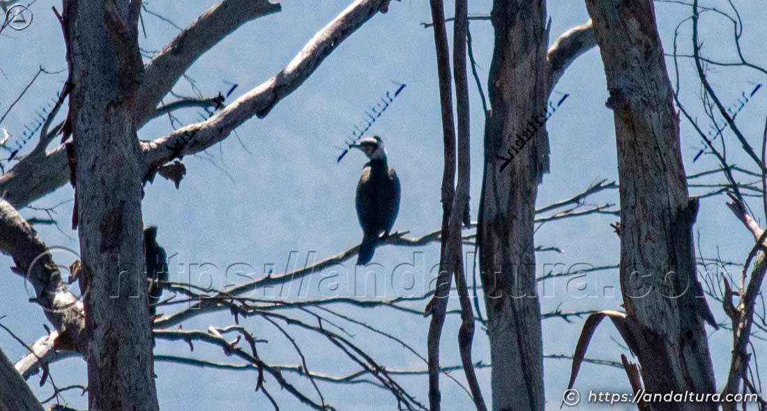 Cormorán posado en las ramas secas de un árbol en la Laguna del Padul