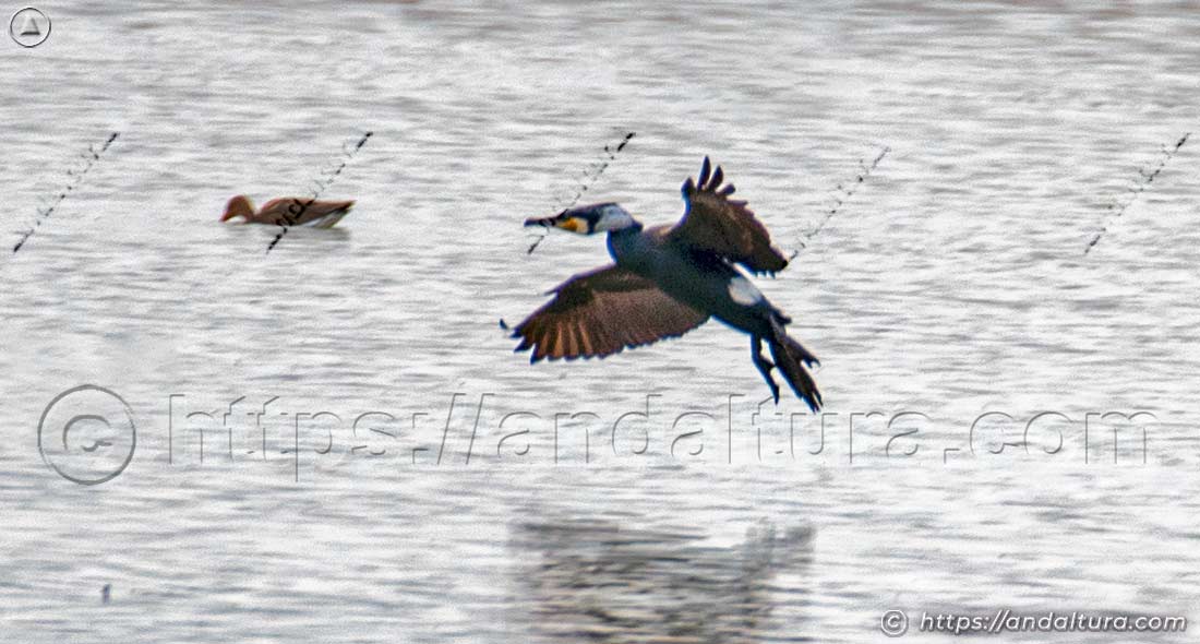 Cormorán aterrizando sobre el agua con las alas abiertas