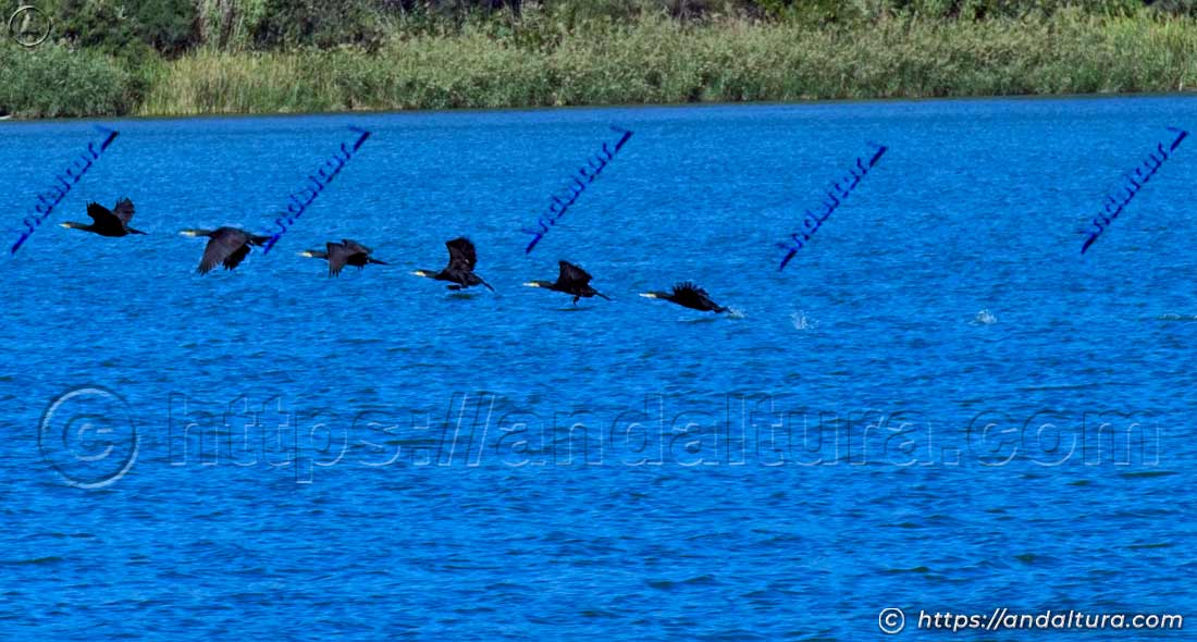 Secuencia del despegue de un cormorán volando a ras del agua en el Embalse de Arcos