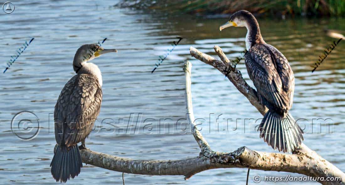 Pareja de cormoranes posados en ramas sobre una laguna