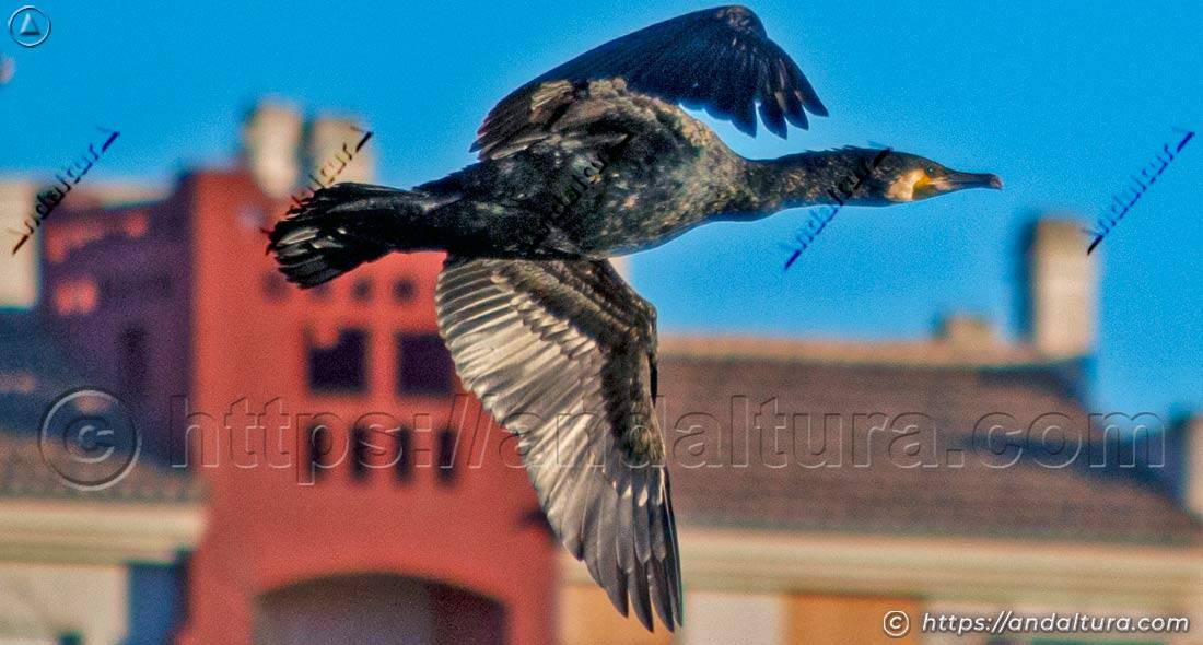 Cormorán volando sobre una laguna con edificios al fondo