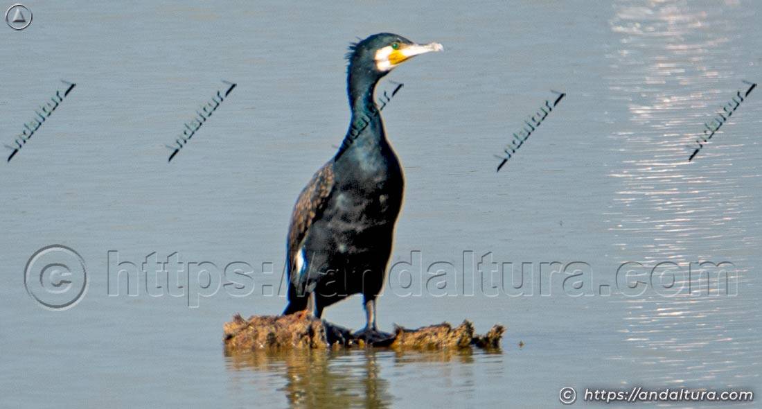 Cormorán posado sobre un pequeño islote en la laguna