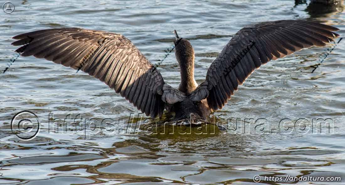 Cormorán visto desde atrás con las alas extendidas sobre el agua