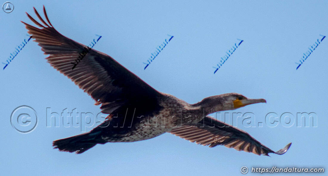 Cormorán grande - Phalacrocorax carbo - volando con las alas extendidas sobre un cielo azul
