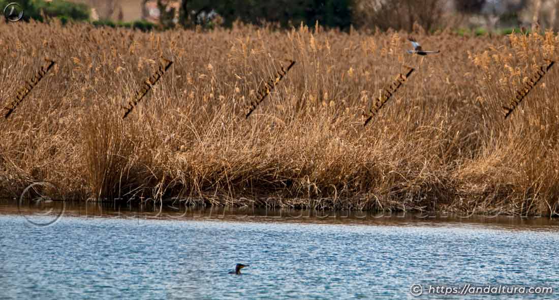 Cormorán nadando en una laguna con carrizales y un aguilucho lagunero volando al fondo