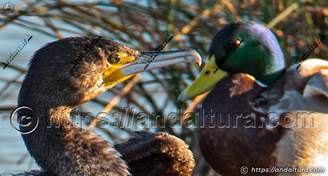 Primer plano de un cormorán frente a un ánade real