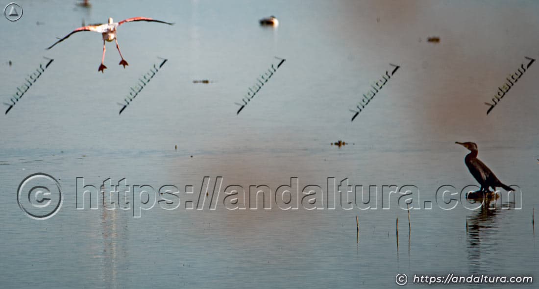 Flamenco rosa aterrizando en la laguna junto a un cormorán posado