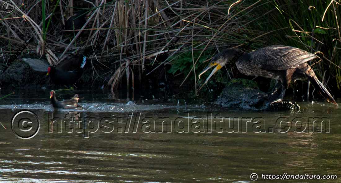 Cormorán y gallineta común en la orilla de un humedal de Andalucía