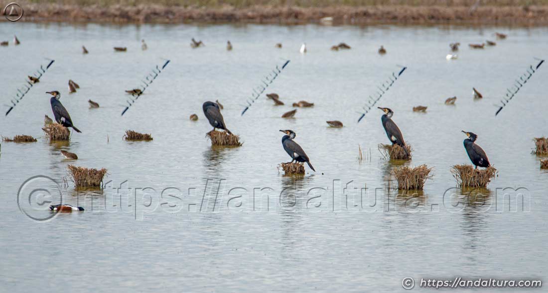 Cormoranes y otras aves en el Brazo del Este