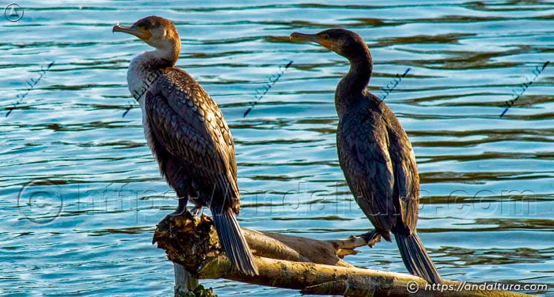 Dos cormoranes posados sobre un tronco en la Charca de Suárez