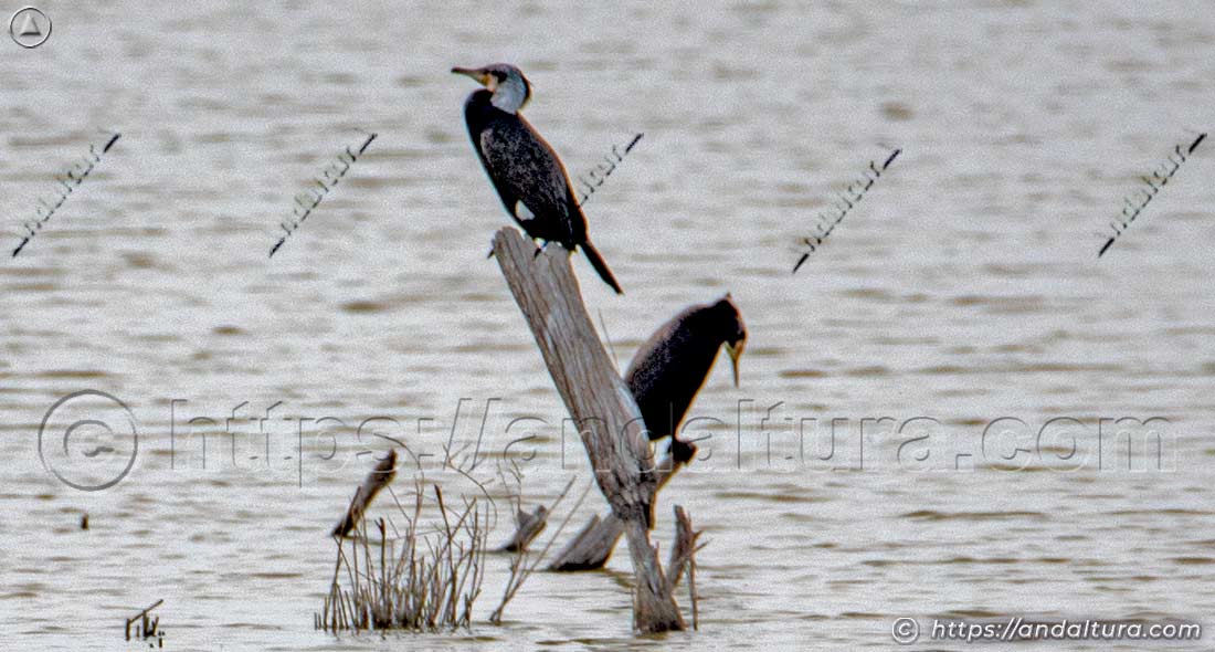 Dos cormoranes posados en un tronco dentro de una laguna em Andalucía