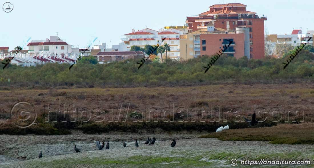 Cormoranes agrupados en un humedal costero con zona urbana al fondo