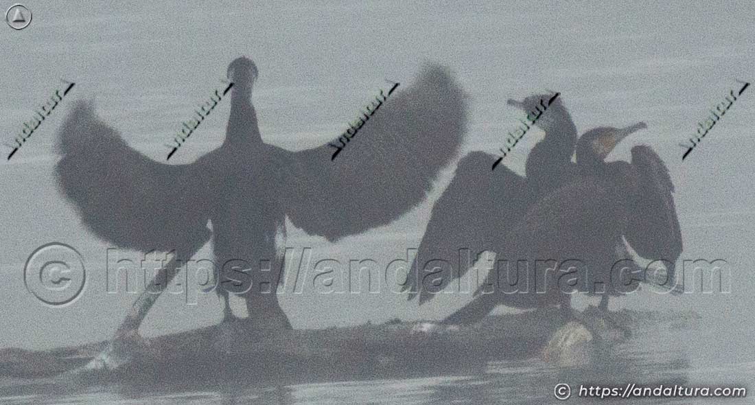 Cormoranes posados sobre un tronco entre la niebla