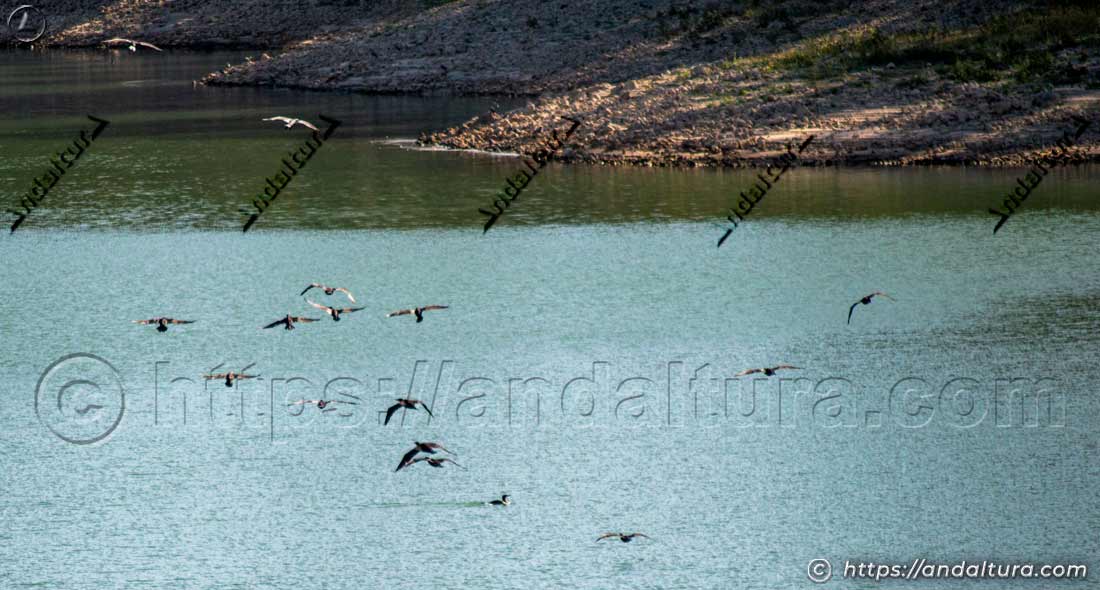 Grupo de cormoranes volando a baja altura sobre el Embalse de Bornos