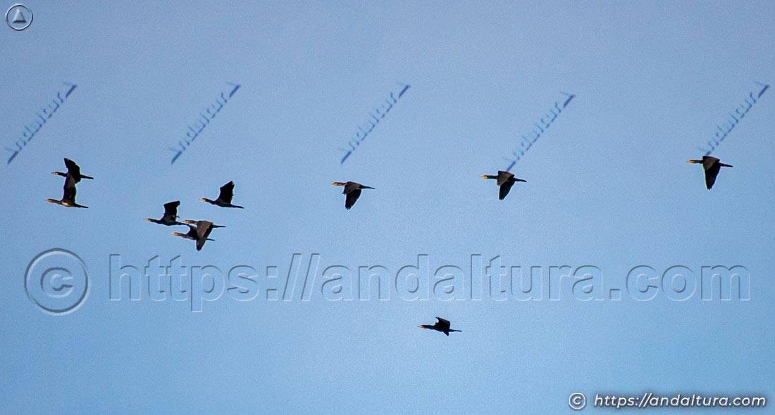 Cormoranes volando en formación en V contra el cielo