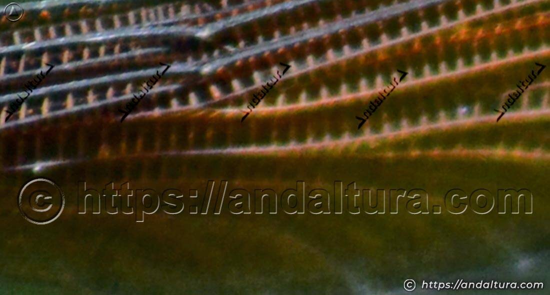 Detalle de las alas de la libélula Calopteryx virgo, conocida como bella dama, mostrando la nerviación característica