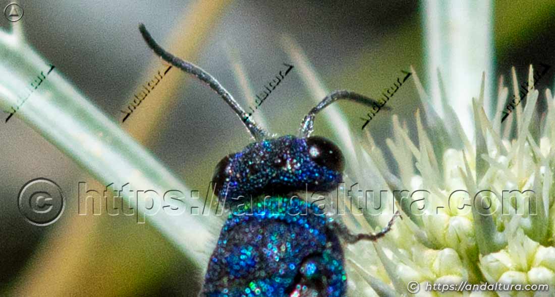 Detalle de la cabeza de la avispa cuco Chrysis ignita