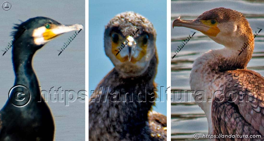 Detalle de la cabeza de diferentes cormoranes desde distintos ángulos