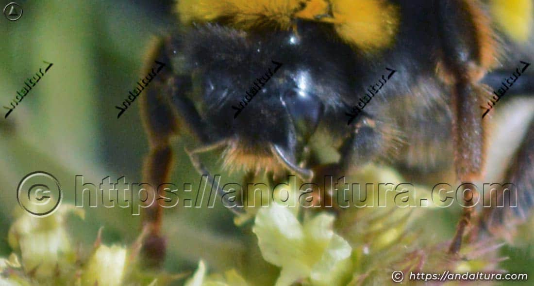 Detalle cabeza y patas de un abejorro Bombus terrestris durante la polinización de una flor