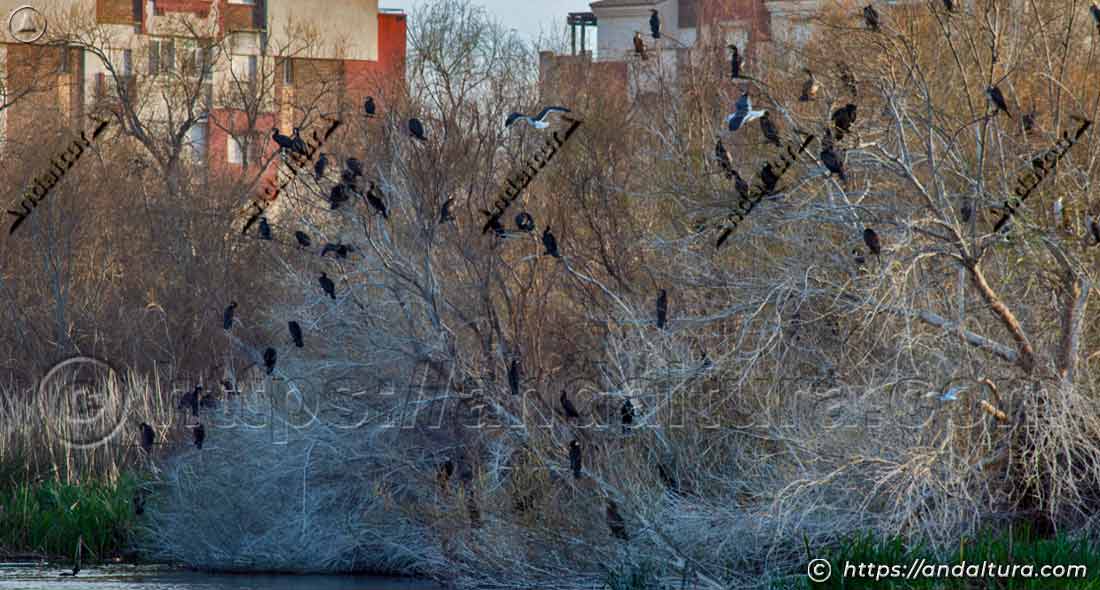 Cormoranes descansando en árboles cerca de la zona urbana junto a la Charca de Suárez