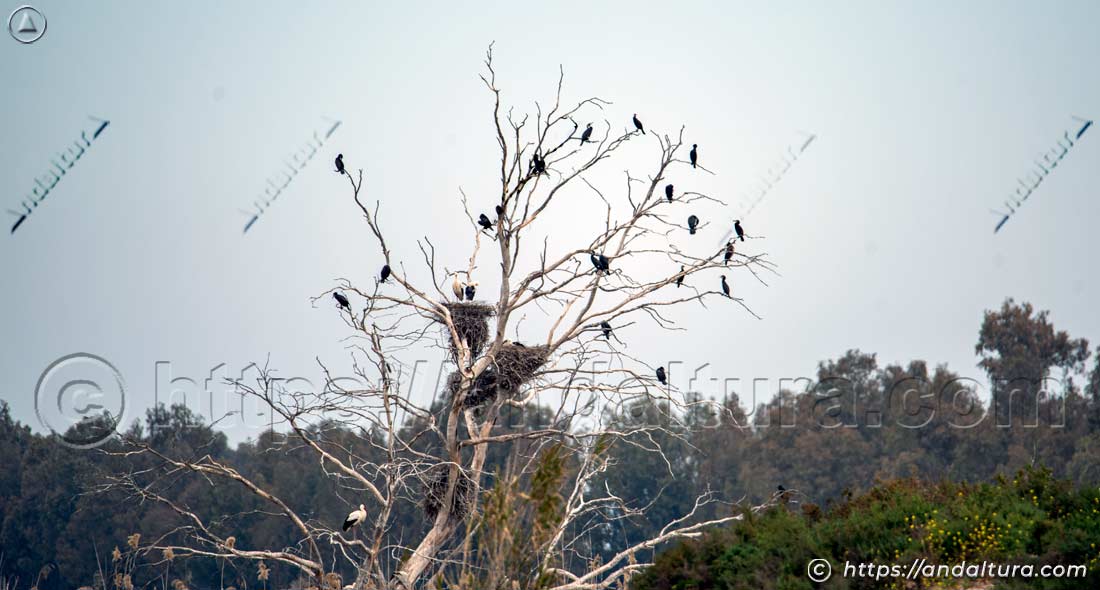 Dormidero de cormoranes en un árbol seco junto al río con nidos de cigüeñas