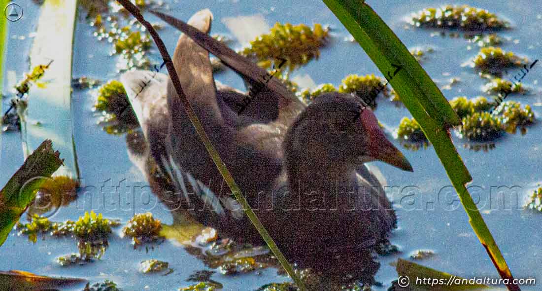 Gallineta común joven (Gallinula chloropus) nadando en una lámina de agua poco profunda