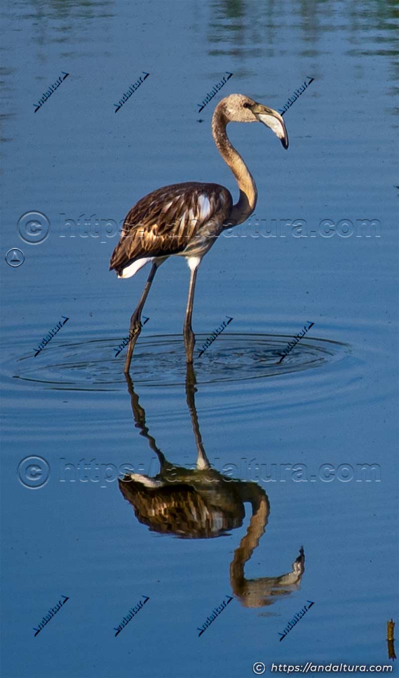 Flamenco común juvenil (Phoenicopterus roseus) caminando en aguas tranquilas con su reflejo visible