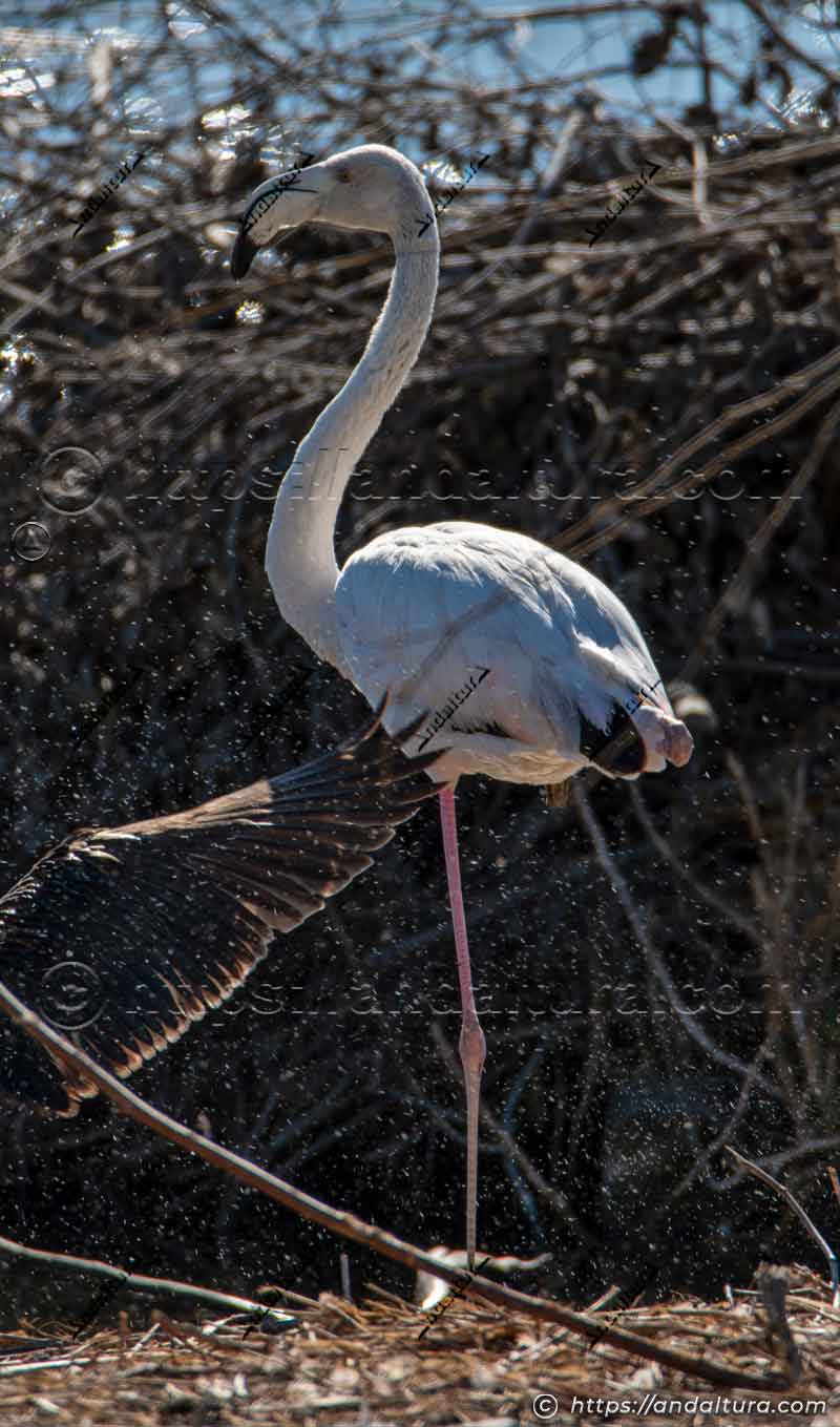 Flamenco común en las laminas de aguas próximas a la Laguna de Fuente de Piedra