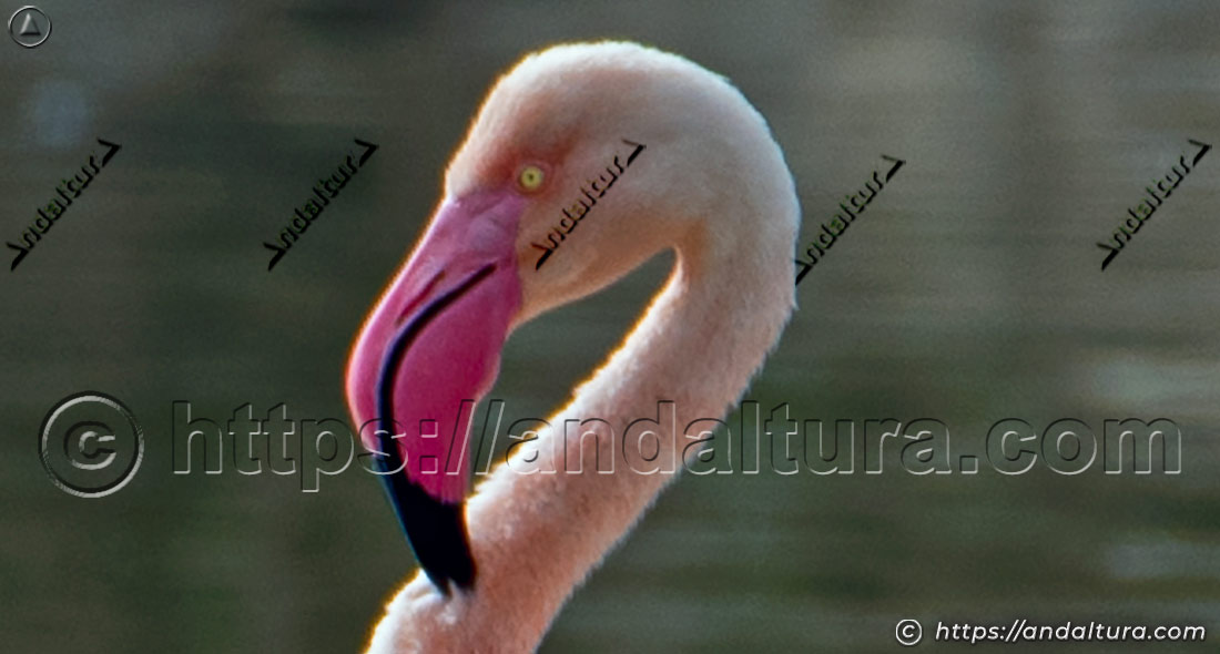 Cabeza de flamenco común adulto (Phoenicopterus roseus) vista de perfil con el pico curvado