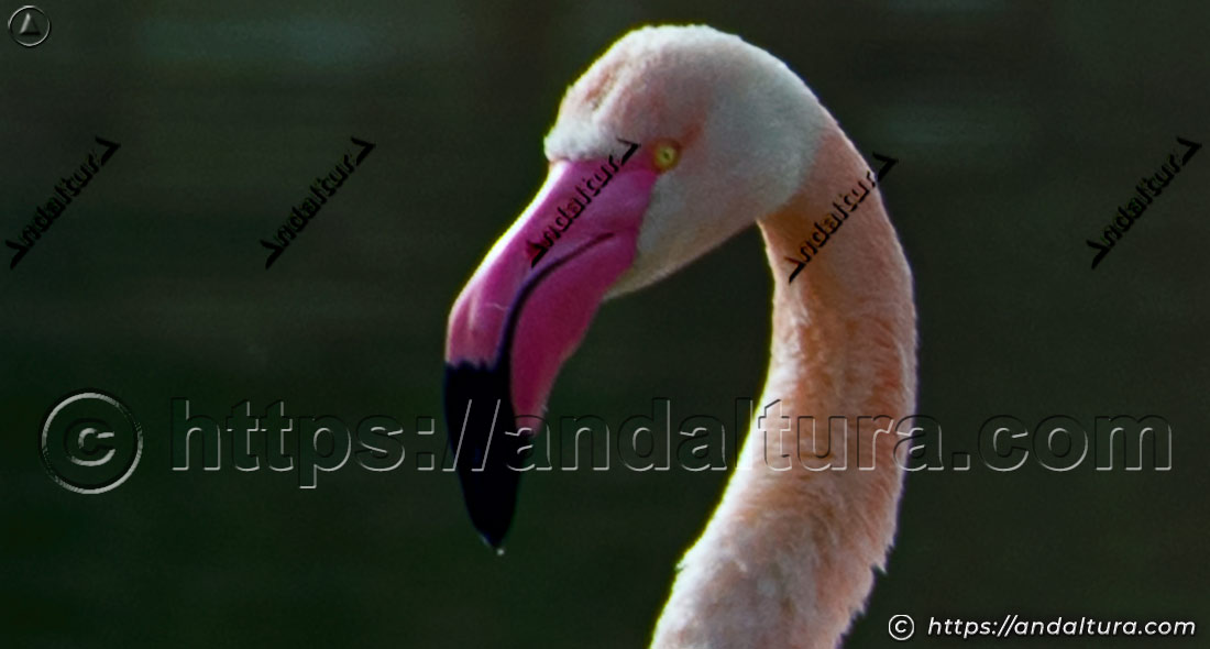 Detalle de la cabeza y el pico de un flamenco común adulto (Phoenicopterus roseus)